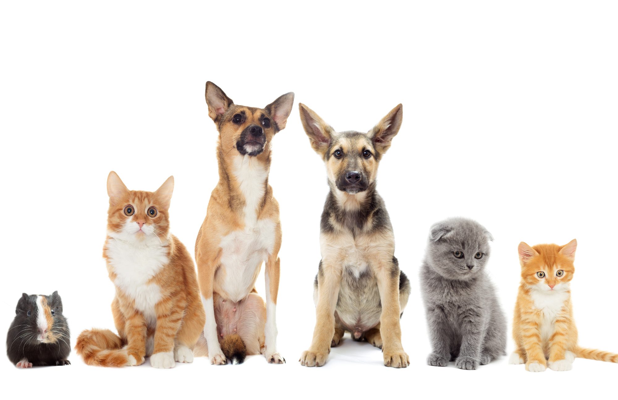 La Ville de Beloeil annonce une entente de services avec la SPCA