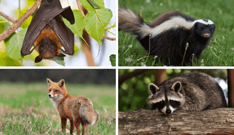 Quatre animaux sauvages potentiellement porteurs de la rage : une chauve-souris suspendue à une branche, une moufette sur l’herbe, un renard roux debout dans un champ et un raton laveur allongé sur une branche.