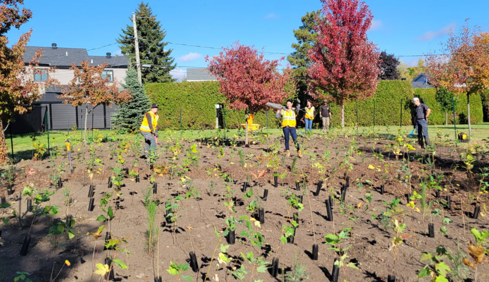 Des personnes en gilet de sécurité plantent de jeunes arbres dans un terrain ensoleillé entouré d’arbres aux couleurs d’automne.