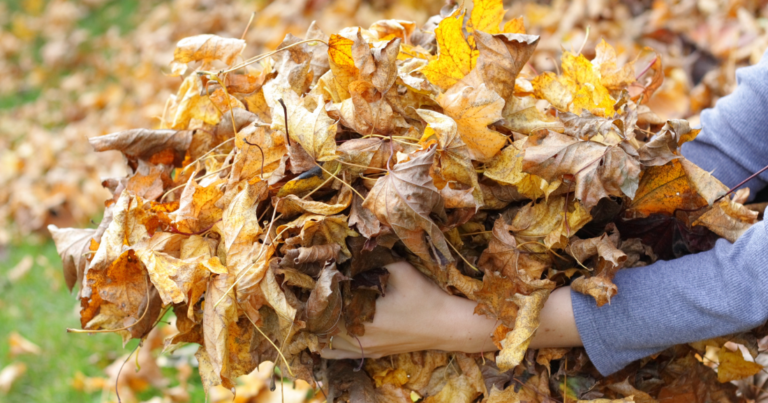 Bras tenant un tas de feuilles mortes d’automne aux couleurs jaunes et brunes.