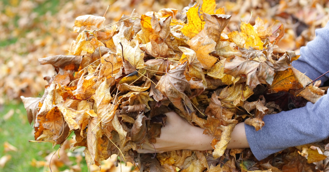 Bras tenant un tas de feuilles mortes d’automne aux couleurs jaunes et brunes.