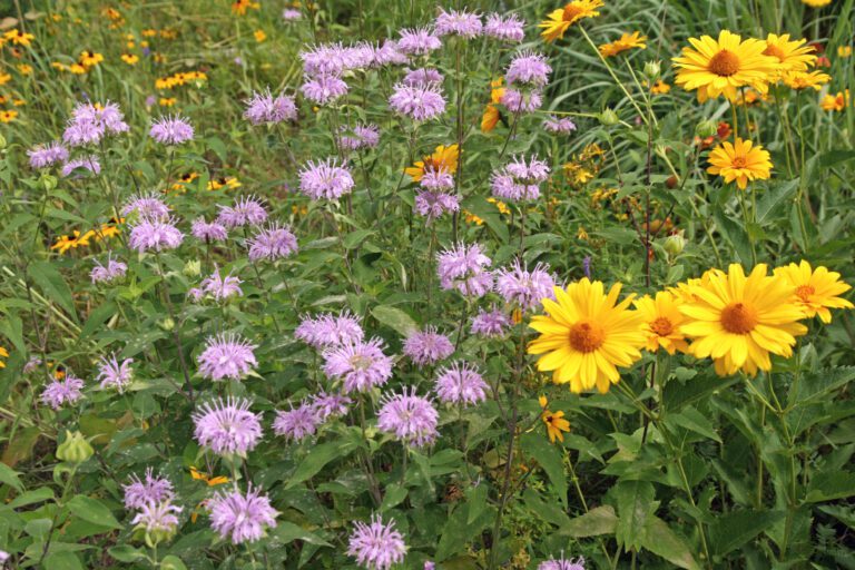 Fleurs sauvages violettes et jaunes en pleine floraison dans un jardin naturel