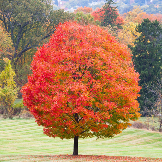 Acer saccharum ‘Green Mountain’ au feuillage rouge orangé dans un paysage automnal.