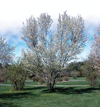 Amelanchier arborea en floraison printanière dans un espace vert paysager.