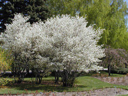 Amelanchier canadensis en floraison blanche dans un jardin paysager.