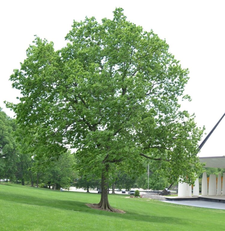 Celtis occidentalis mature au feuillage vert dans un vaste parc gazonné.
