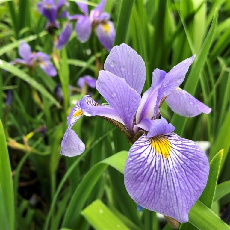Iris violet en gros plan, avec des pétales veinés de blanc et de jaune, entouré de longues feuilles vertes.