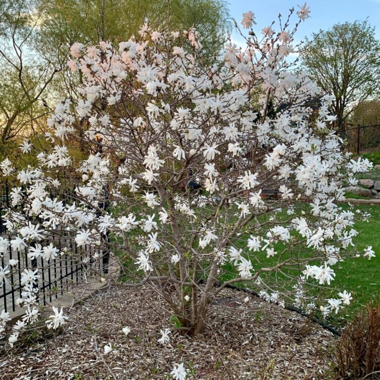 Magnolia stellata ‘Royal Star’ en floraison blanche dans un jardin au printemps.
