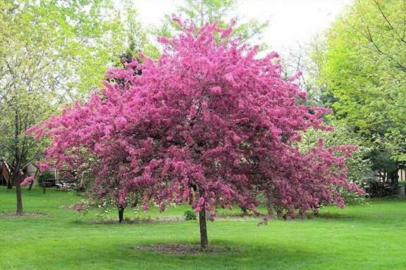 Malus ‘Thunderchild’ en floraison rose soutenue dans un jardin gazonné au printemps.
