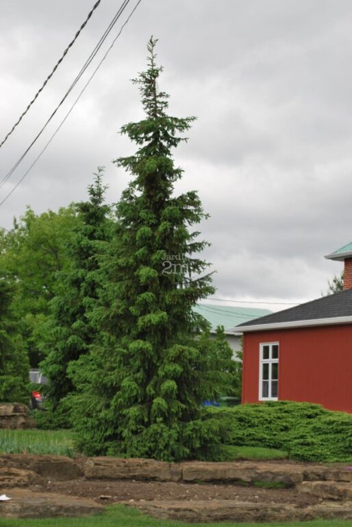 Picea omorika au port étroit et conique dans un aménagement paysager résidentiel.