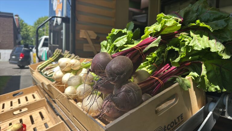 Caisses de légumes frais, dont des betteraves, des navets et des asperges, exposées à l’extérieur au soleil.