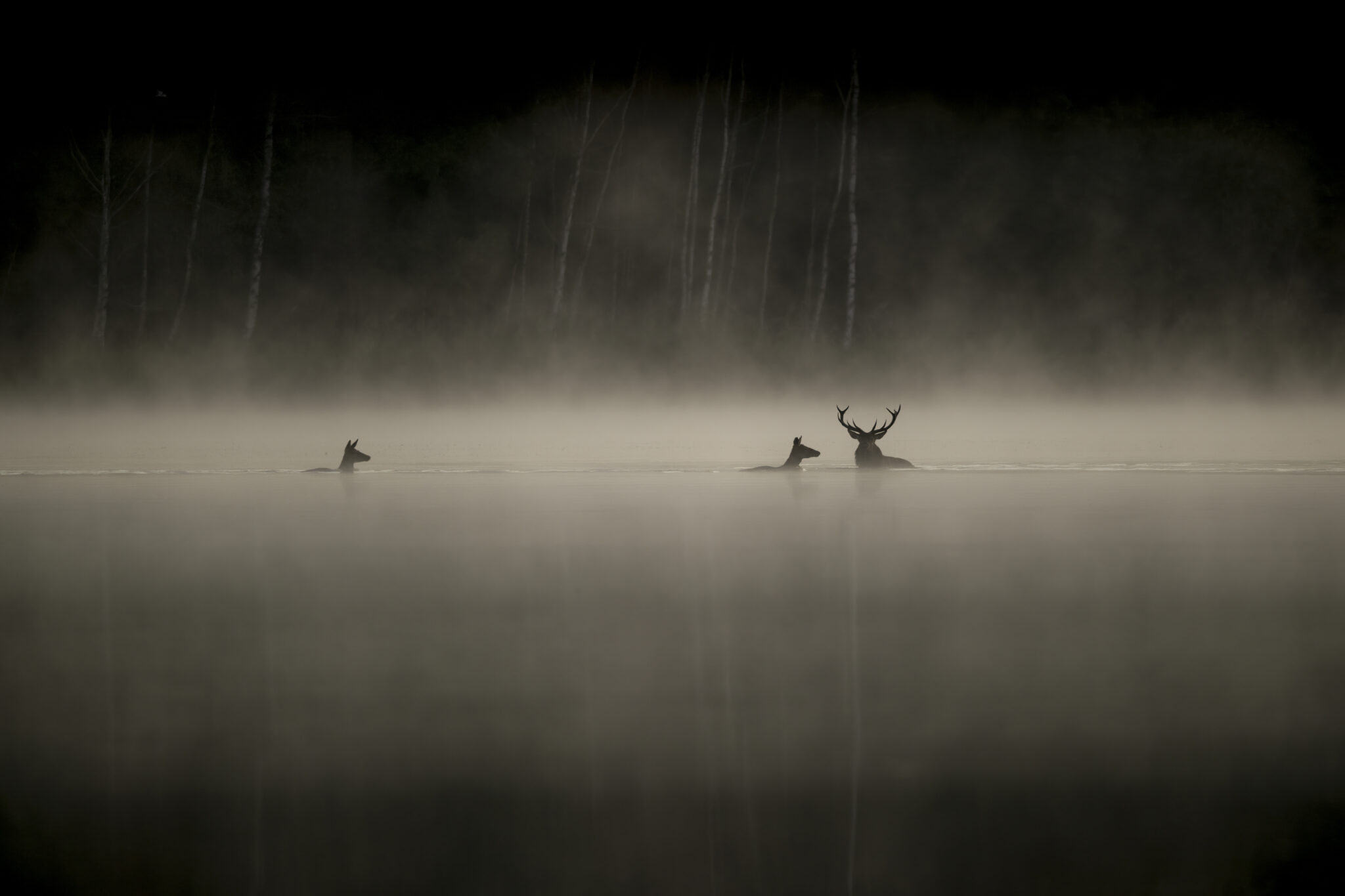 Trois cervidés traversent un plan d’eau enveloppé de brume, dont un mâle aux bois imposants, devant une forêt sombre.